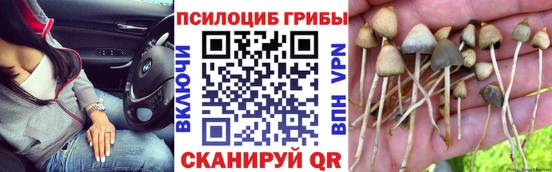 Псилоцибиновые грибы Psilocybe  Хасавюрт 