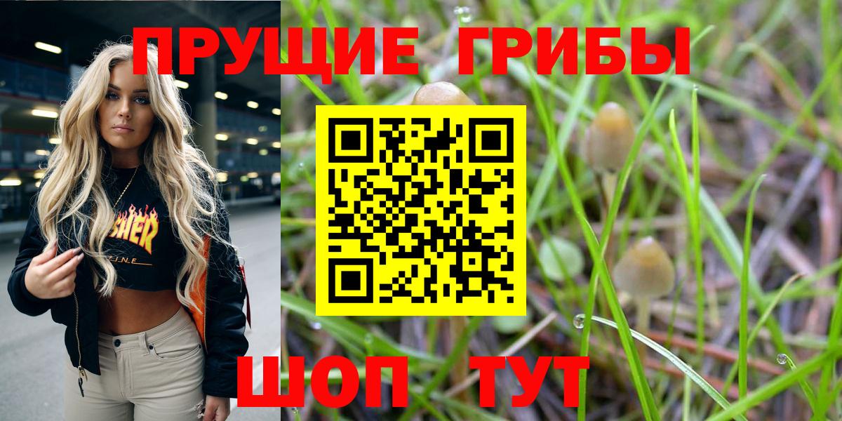Галлюциногенные грибы Psilocybe Хасавюрт